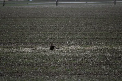 DSC_5863 (Large).JPG